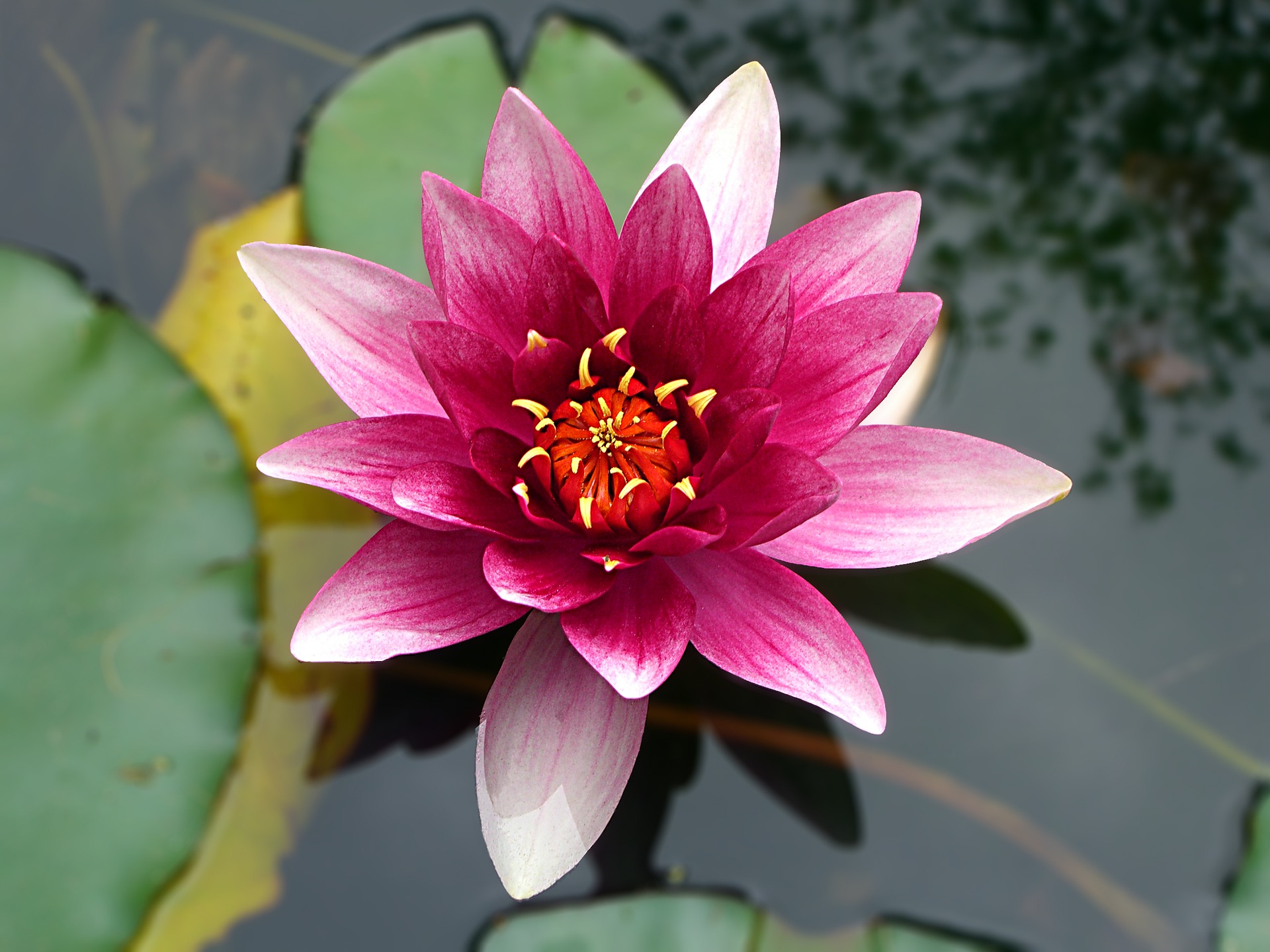 Angels and the Lotus Flower
