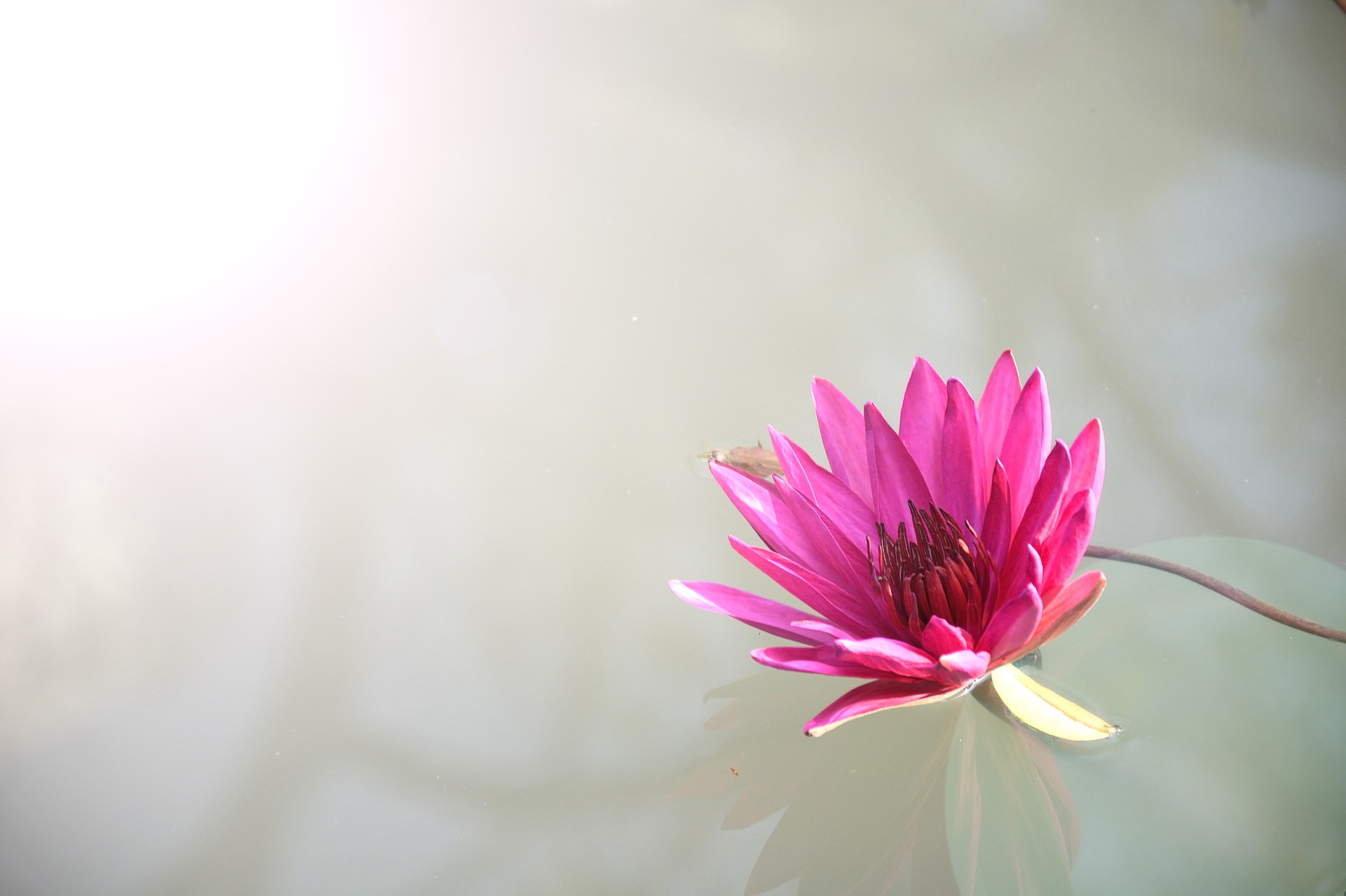 The Flower Sermon