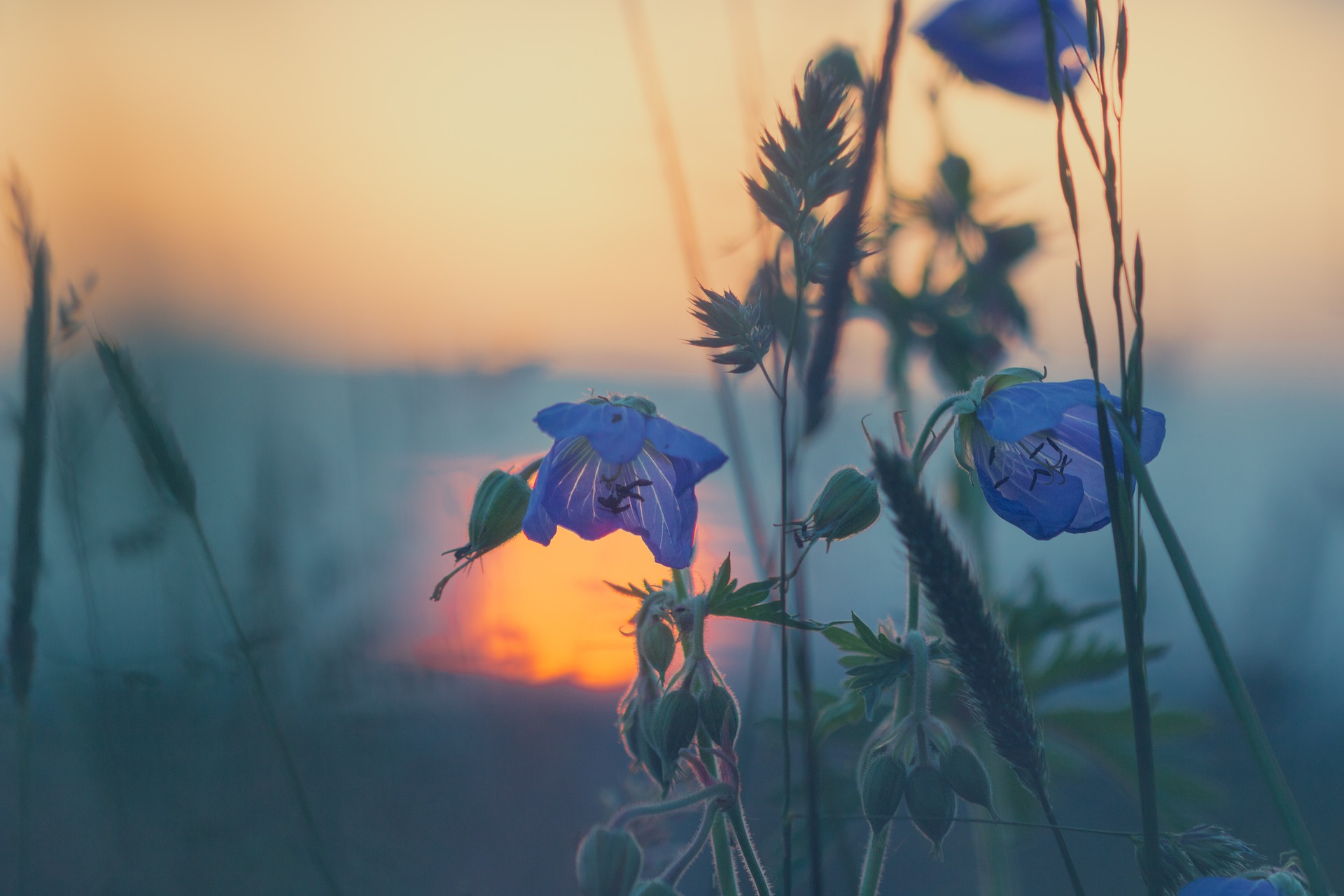 The Grass Withereth, the Flower Fadeth