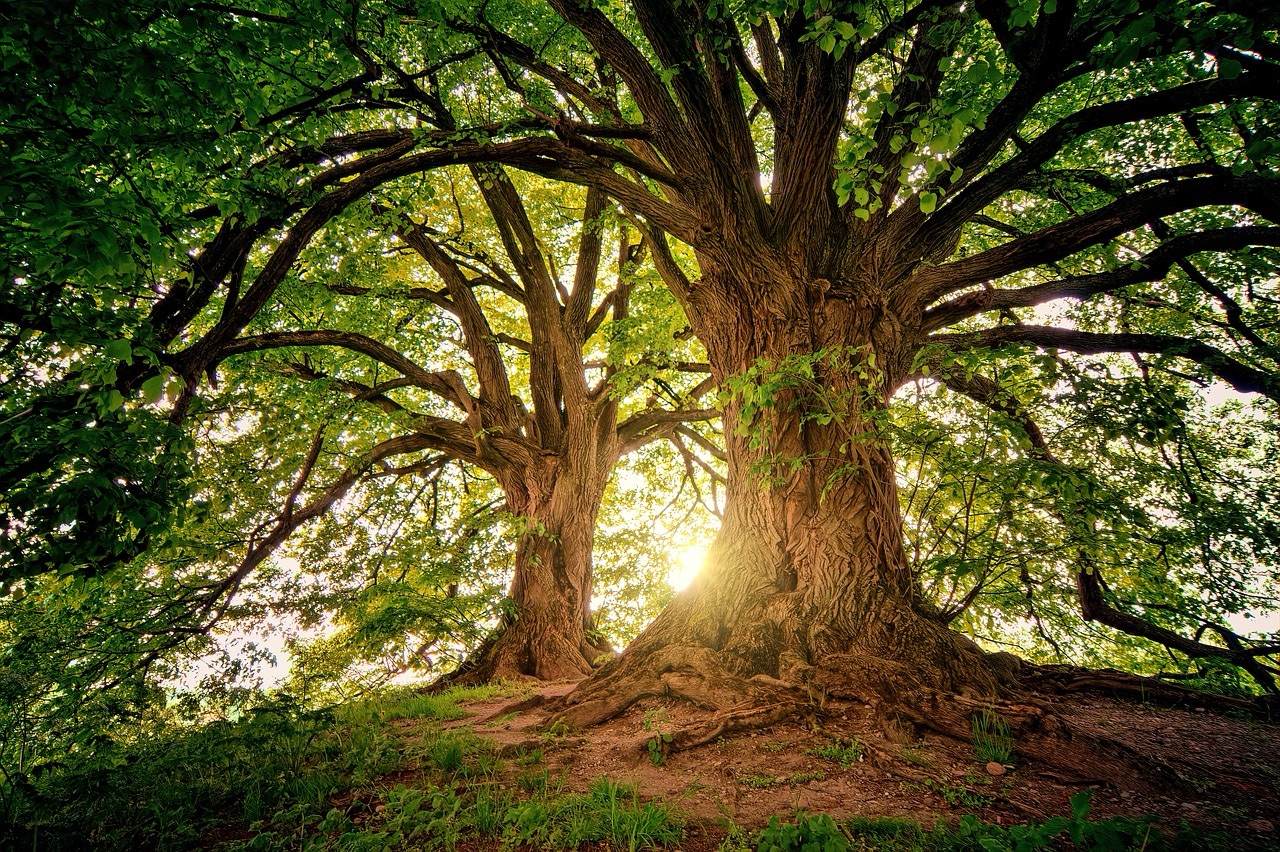 The Trees of Knowledge and Life