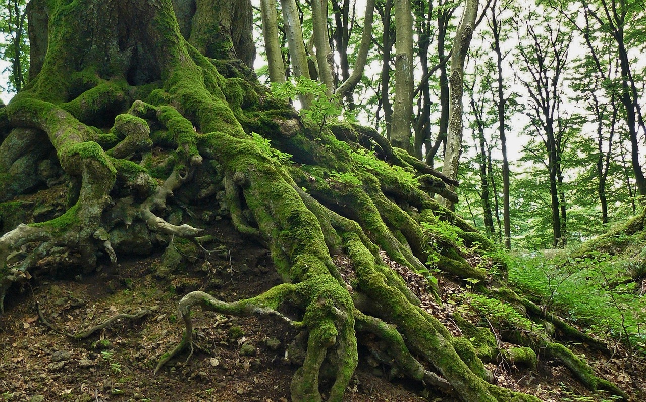 From Hierarchies to Rhizomes